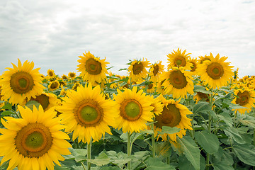 Image showing Sunflower On A Meadow With Overcast Sky