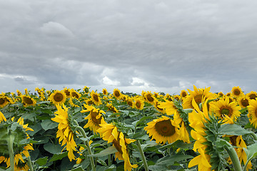 Image showing Sunflower On A Meadow With Overcast Sky