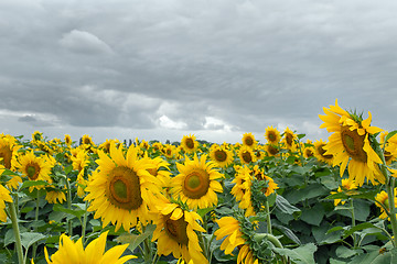 Image showing Sunflower On A Meadow With Overcast Sky