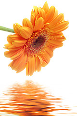 Image showing Flower Gerbera