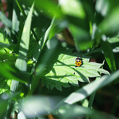 Image showing Yellow Ladybug Close-up Among Green Grass At Sunny Day