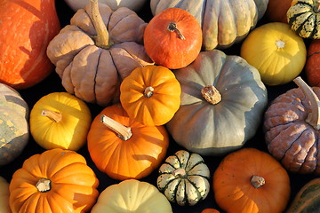Image showing Squash and pumpkins.