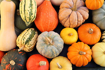 Image showing Squash and pumpkins.