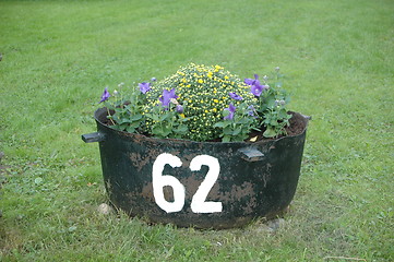 Image showing Flower in a pot