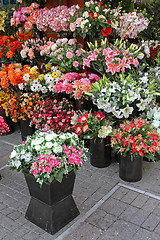 Image showing Plastic Florist Shop