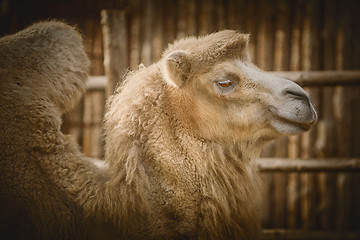 Image showing Portrait of Camel