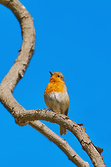 Image showing Robin on Branch