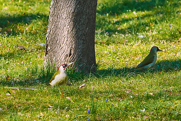 Image showing Green Woodpeckers in Grass