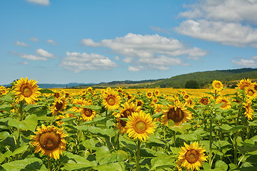 Image showing Field of Sunflowers