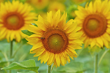 Image showing Blooming Sunflower