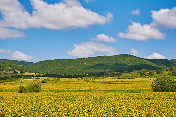 Image showing Field of Sunflowers