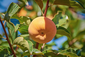 Image showing Persimmon on Tree