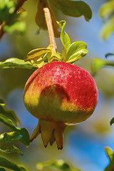 Image showing Fruit of Punica Granatum