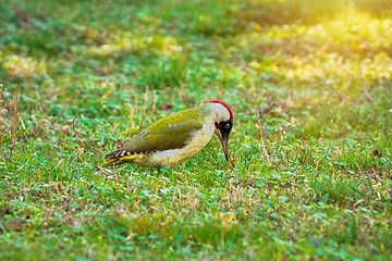 Image showing Green Woodpecker on the Ground