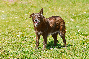 Image showing Mongrel Dog on the Lawn 