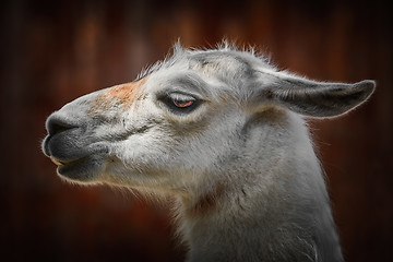 Image showing Portrait of Llama