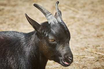Image showing Portrait of She-goat