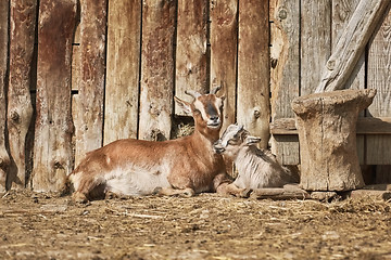 Image showing She-goat with Kid