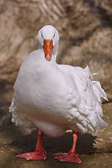 Image showing Portrait of Goose