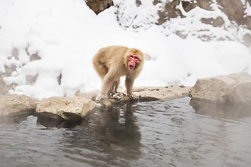 Image showing japanese macaque or snow monkey in hot spring