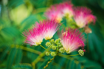 Image showing Albizia julibrissin pink flower