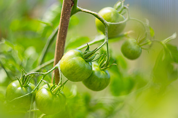 Image showing Green unripe tomatoes
