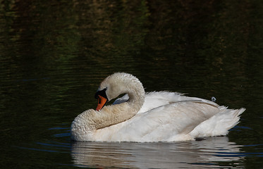 Image showing Mute swan (Cygnus olor) resting