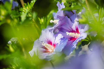 Image showing Violet and purple hibiscus flower