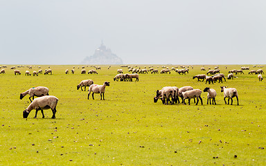 Image showing Sheeps eating grass in Mont Saint Michel bay