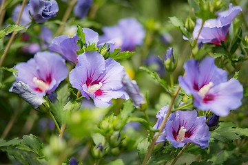 Image showing Purple hibiscus flower