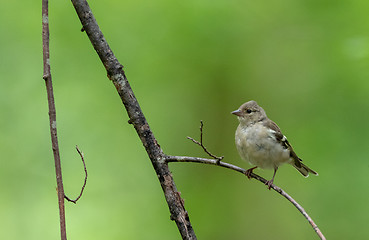 Image showing Common chaffinch (Fringilla coelebs) female