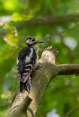 Image showing Great spotted woodpecker (Dendrocopos major) female