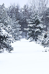 Image showing Winter landscape