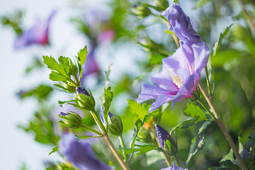 Image showing Purple hibiscus flower and shallow deptch