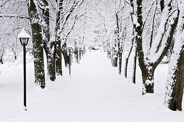 Image showing Lane in winter park