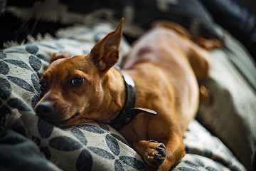 Image showing Miniature pinscher dog on sofa