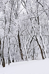 Image showing Winter park landscape