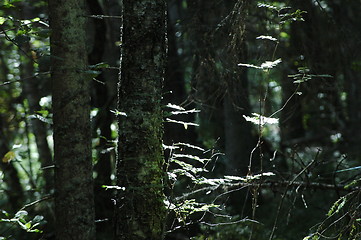 Image showing Forest