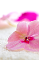 Image showing Gentle flower on luxury towel