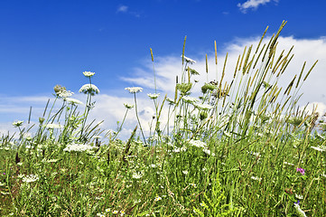 Image showing Summer meadow