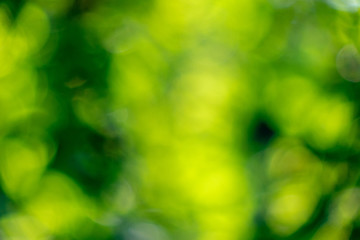 Image showing Abstract yellow green blurred background with bokeh circles.Crea