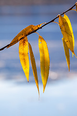 Image showing autumn leaf at the lake