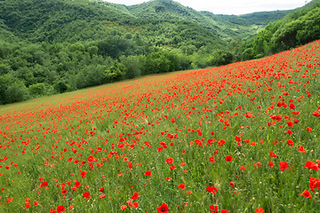 Image showing poppy field