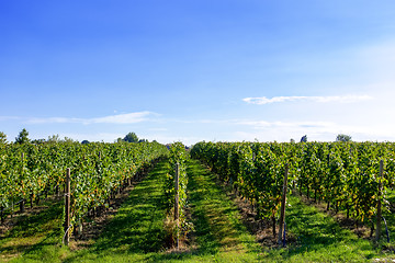 Image showing typical vineyard in northern Italy Trentino