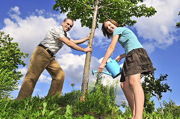 Image showing Planting a tree