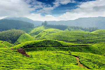 Image showing Tea plantations, India