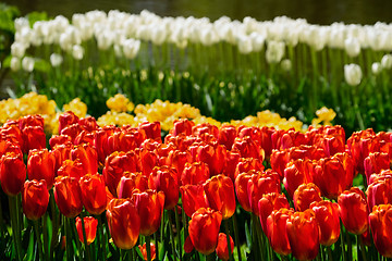 Image showing Blooming tulips flowerbed in Keukenhof flower garden, Netherland