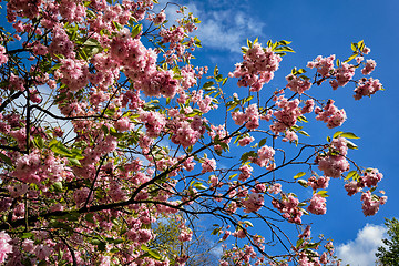 Image showing Blooming tree branch in Keukenhof flower garden, Netherlands