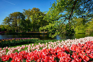 Image showing Blooming tulips flowerbeds in Keukenhof flower garden, Netherlan