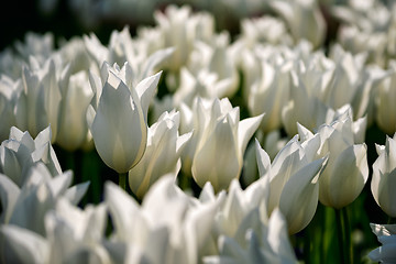 Image showing Blooming tulips flowerbed in Keukenhof flower garden, Netherland